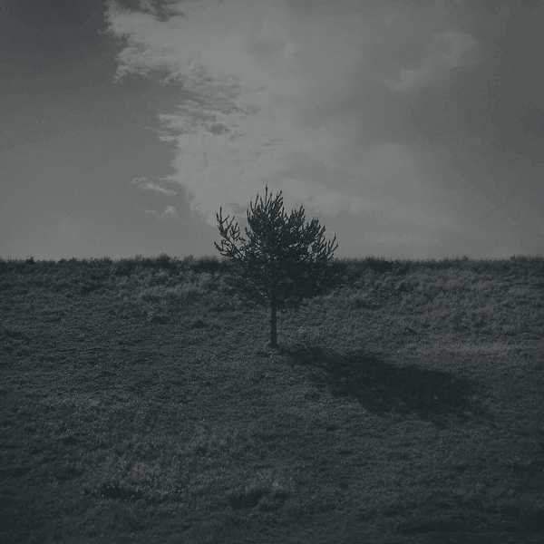 A single tree in a field
